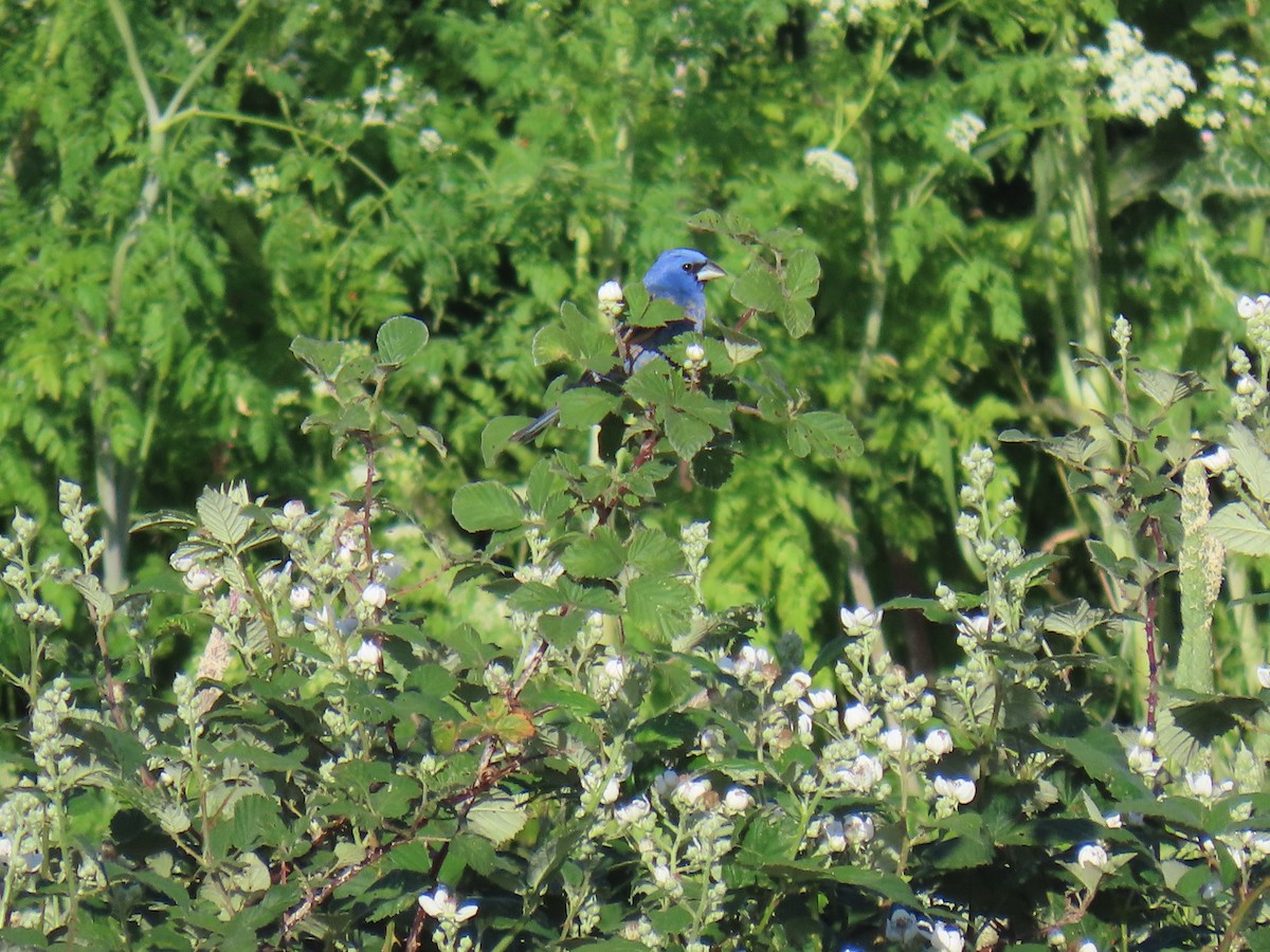 Blue Grosbeak - Erica Rutherford/ John Colbert