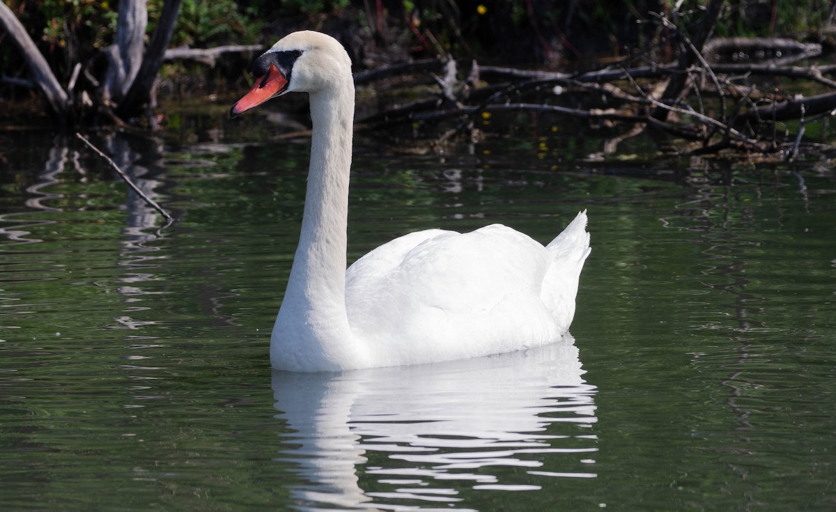 Mute Swan - Kathleen Keef