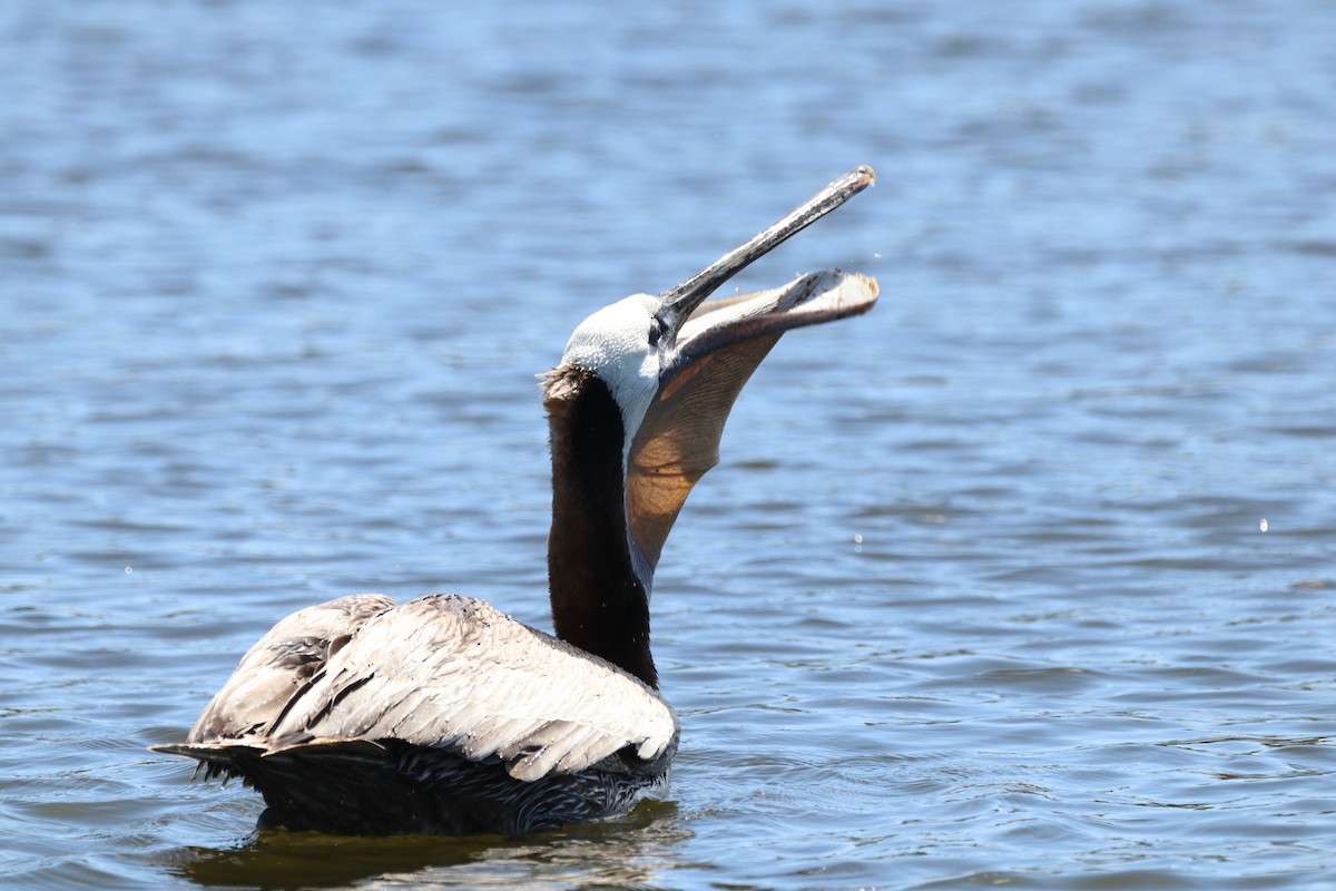 Brown Pelican - Chris Overington