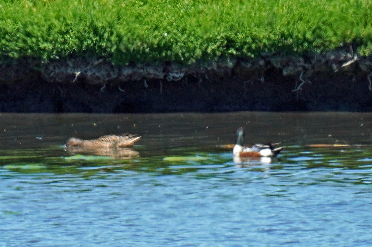 Northern Shoveler - Susan Iannucci