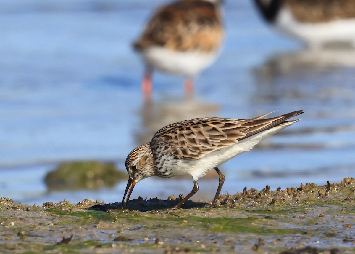 Least Sandpiper - Betsy Staples