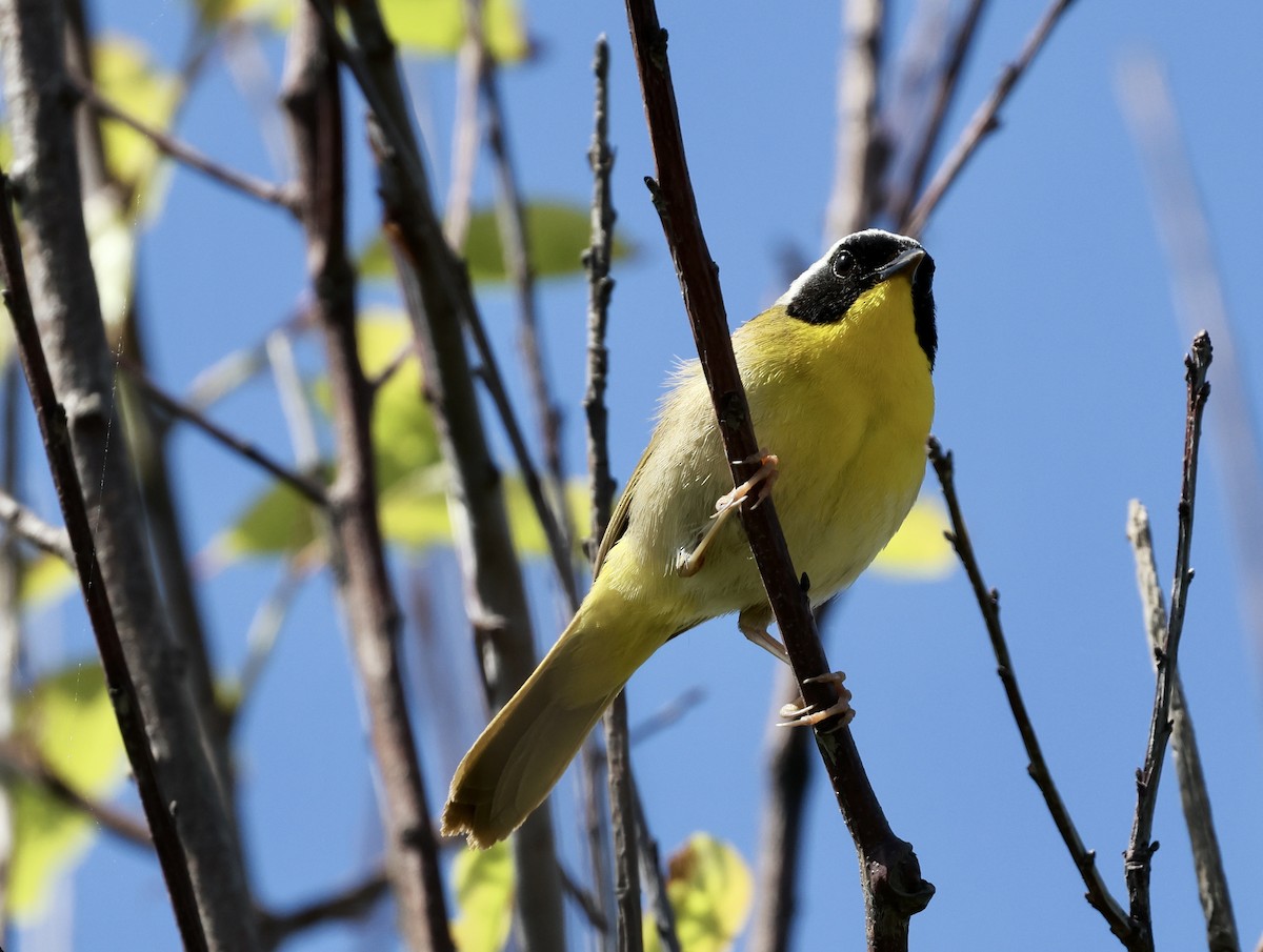 Common Yellowthroat - Lisa Goodwin