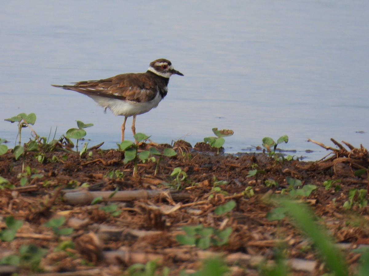 Killdeer - Jeanene Daniels