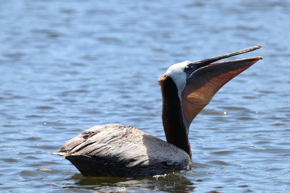 Brown Pelican - Chris Overington