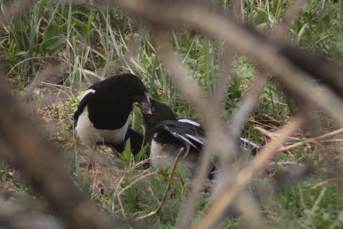 Black-billed Magpie - Andrew Schmalfuss