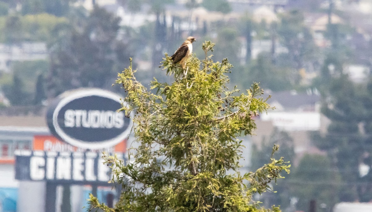 Red-tailed Hawk - ML619599430