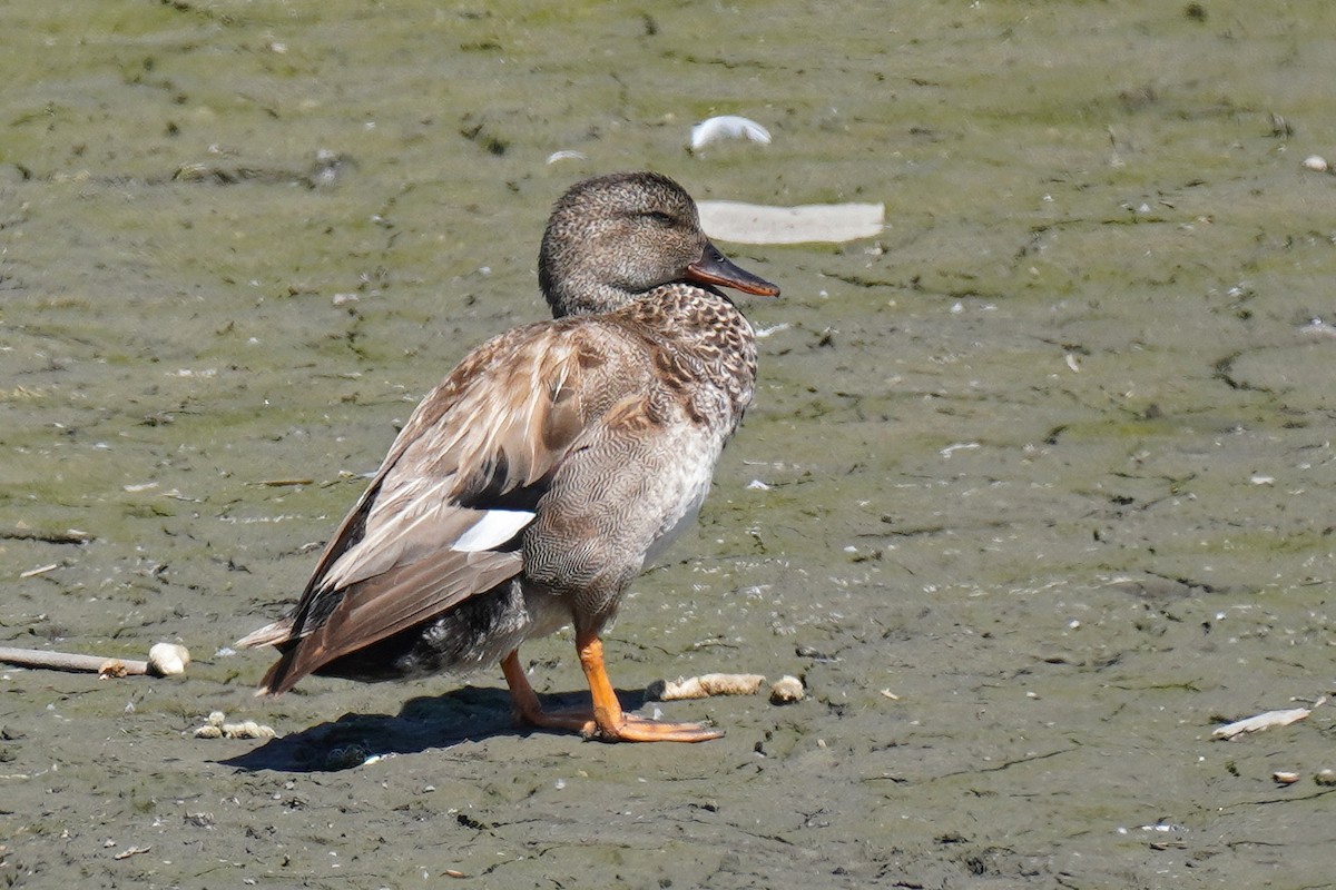 Gadwall - Susan Iannucci