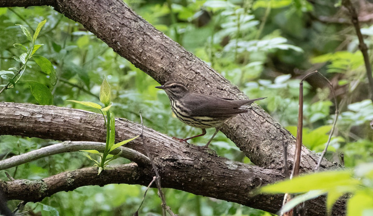 Northern Waterthrush - ML619599432