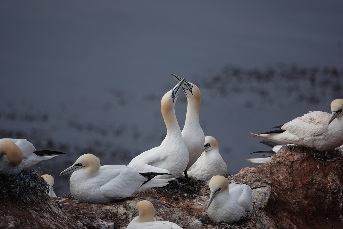 Northern Gannet - Marianne Fan