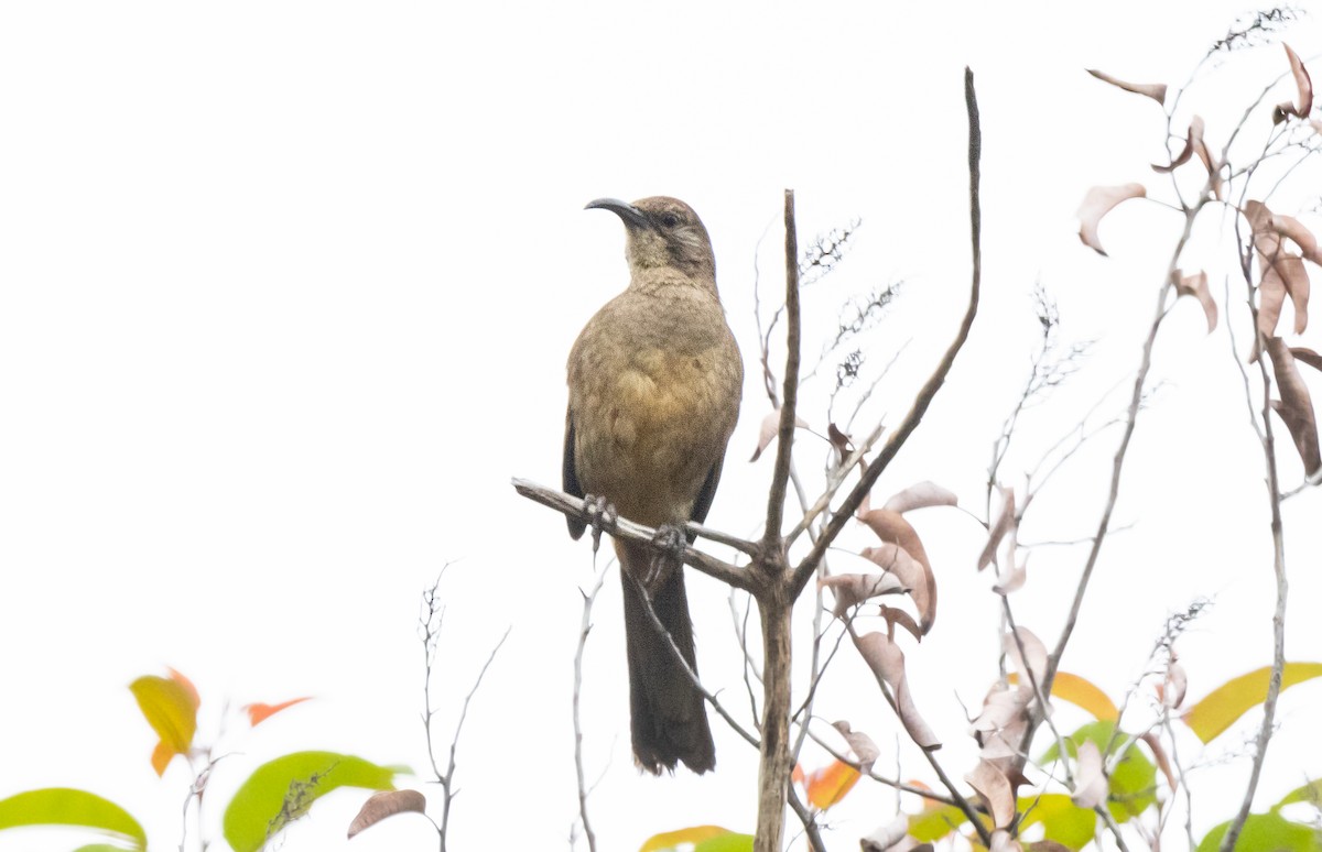 California Thrasher - Timothy Aarons