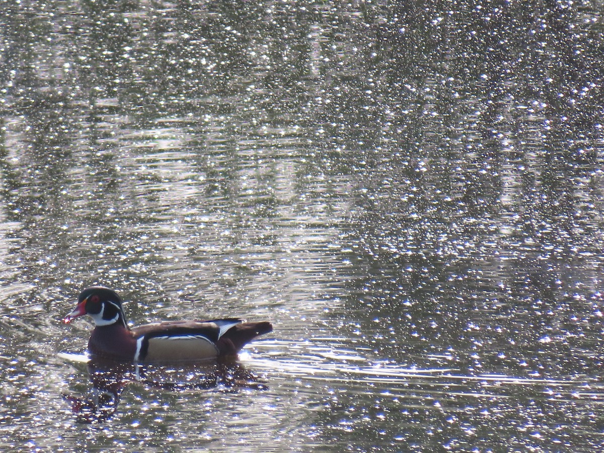 Wood Duck - Gabriel LeRoy