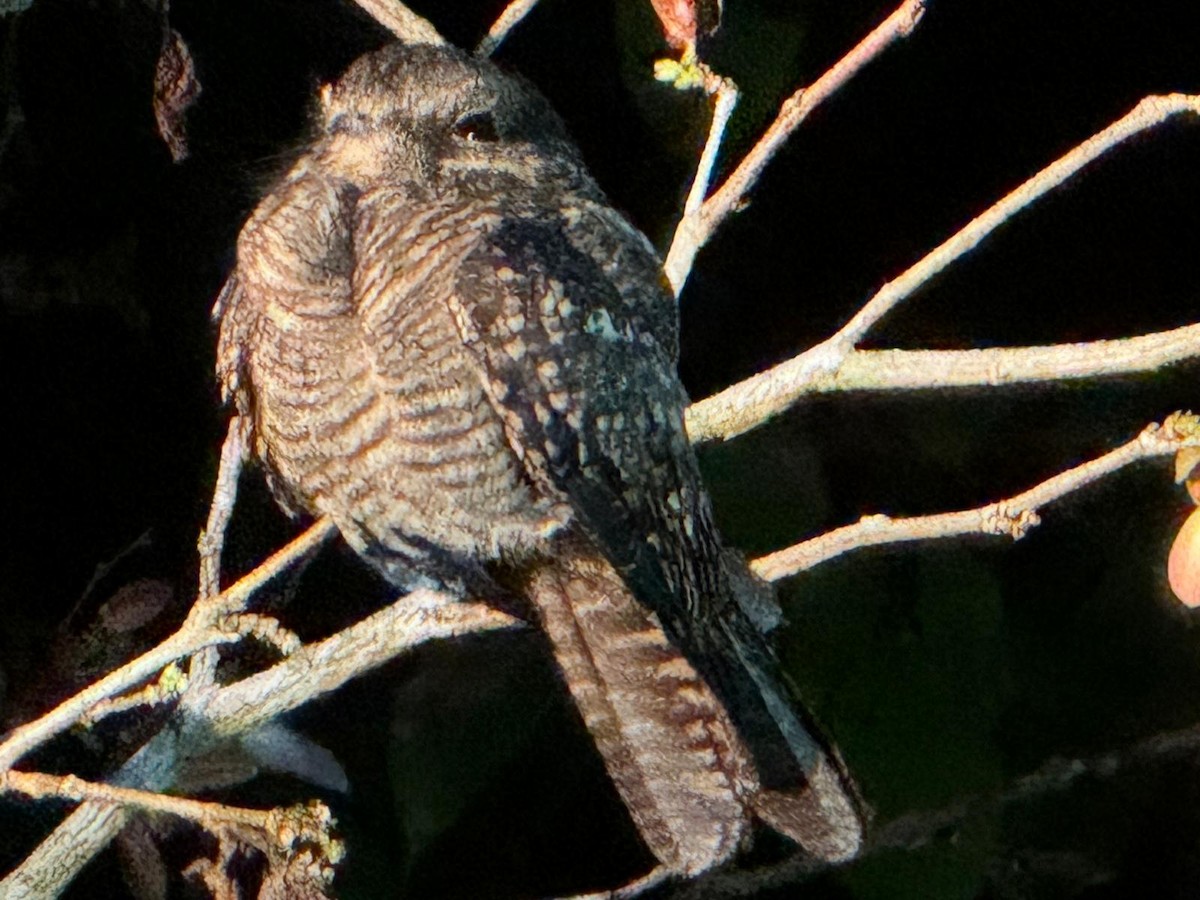 Ladder-tailed Nightjar - ML619599438