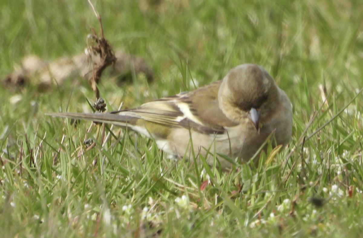 Common Chaffinch - Erica Kawata