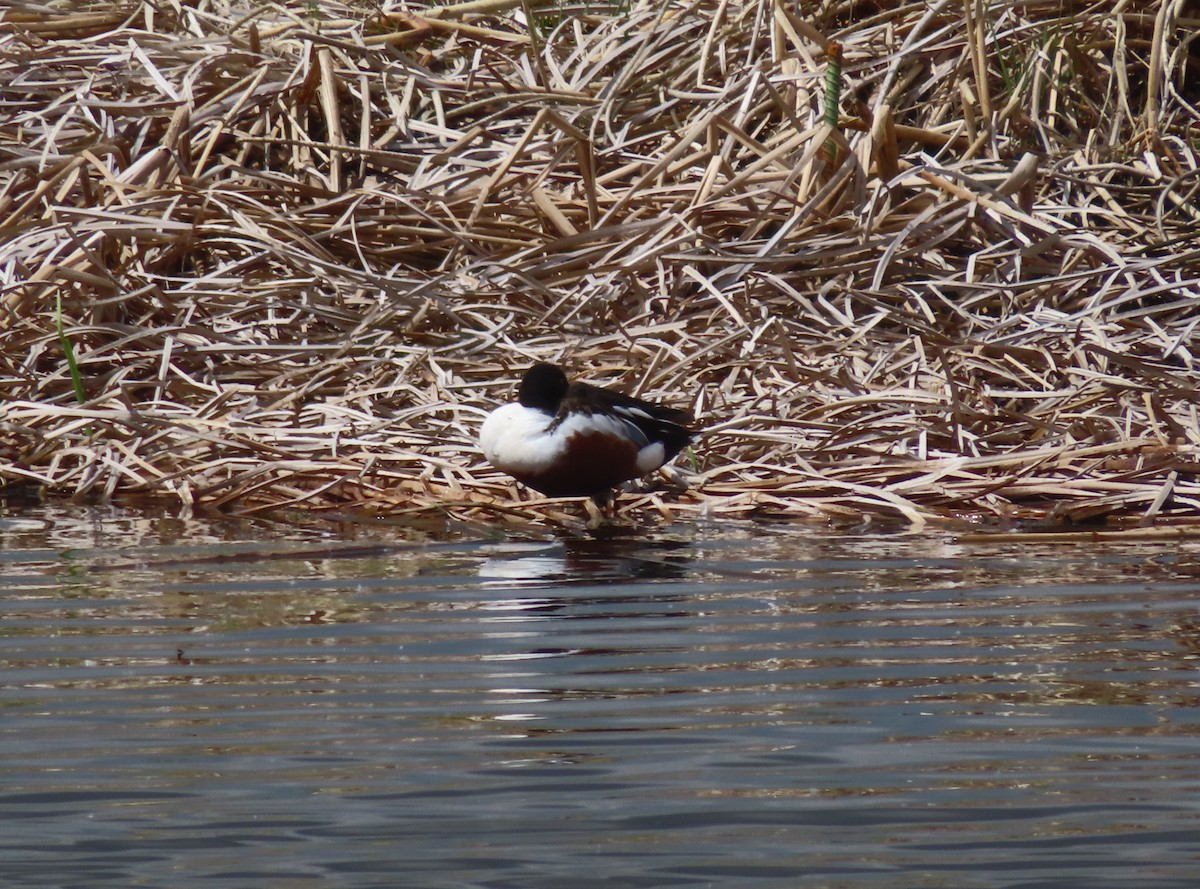 Northern Shoveler - Violet Kosack