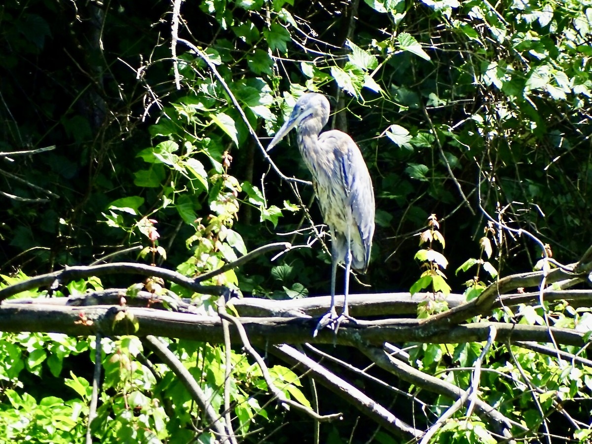 Great Blue Heron - ML619599447