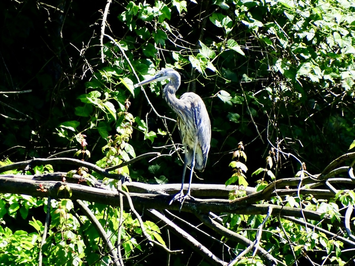 Great Blue Heron - ML619599448