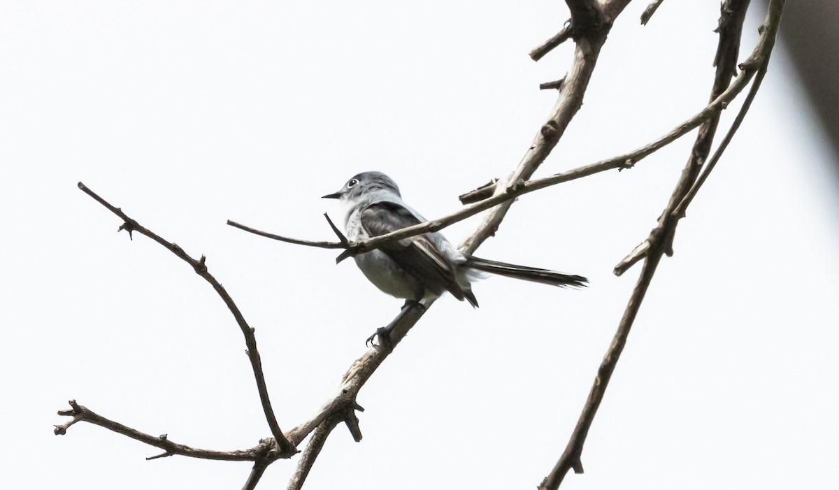 Blue-gray Gnatcatcher - Timothy Aarons