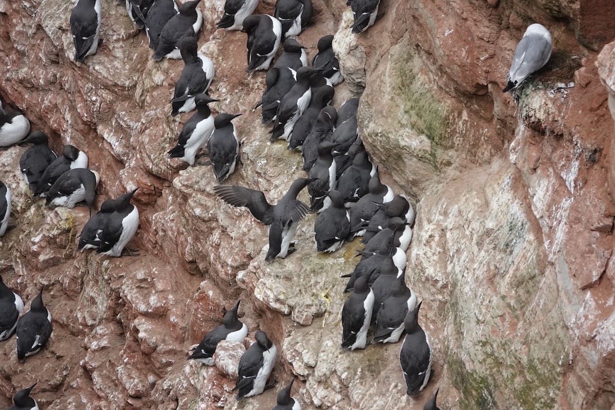 Common Murre - Marianne Fan