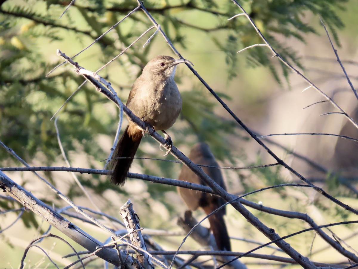 California Thrasher - karen pinckard