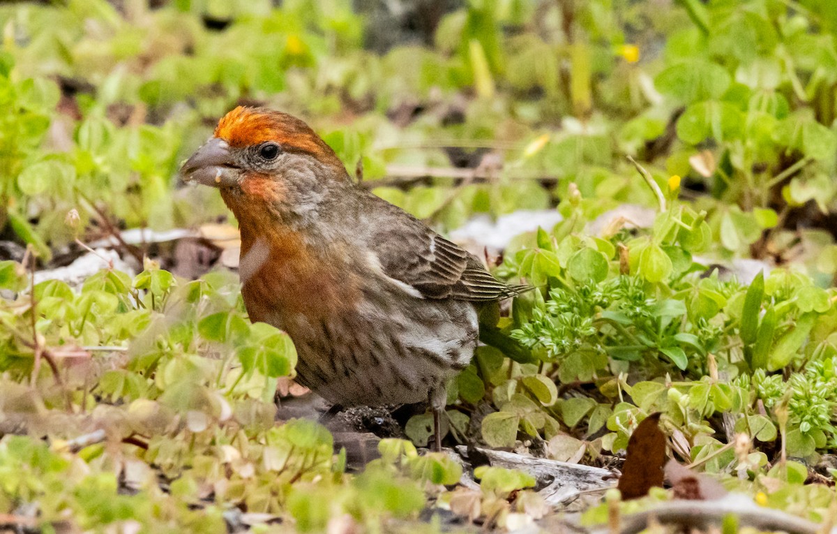 House Finch - Timothy Aarons