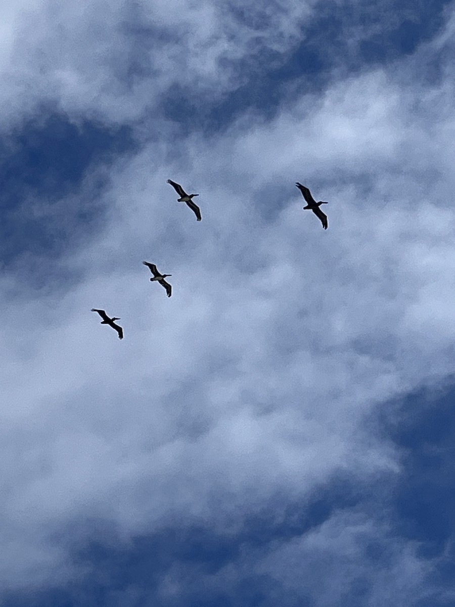 Brown Pelican - Nick Krolikowski