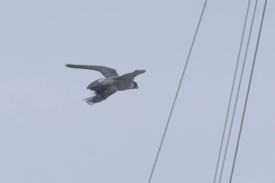 Peregrine Falcon - Ted Keyel