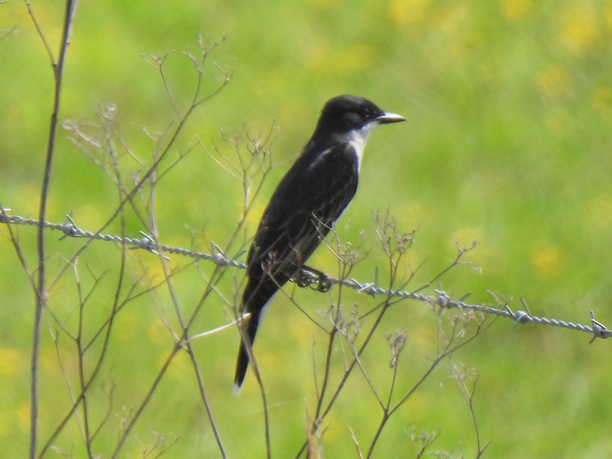 Eastern Kingbird - Ed Daniels