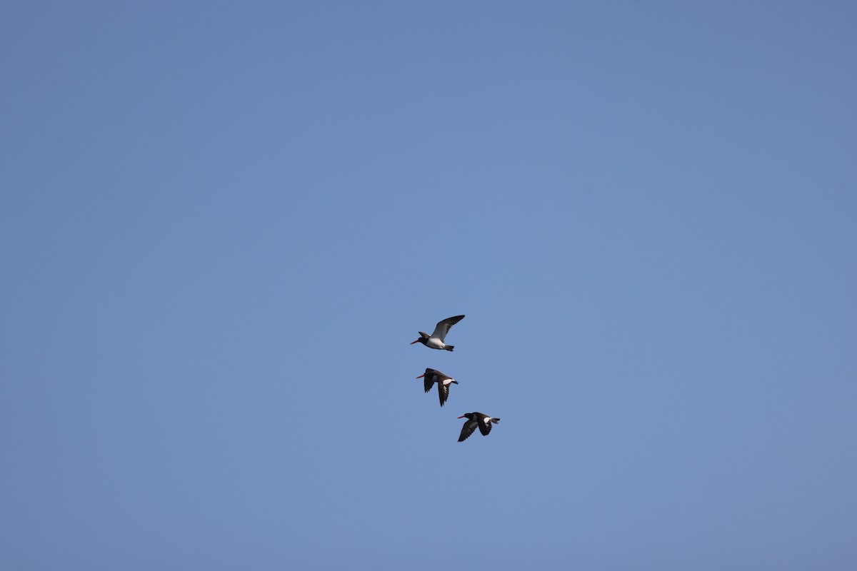 American Oystercatcher - burton balkind