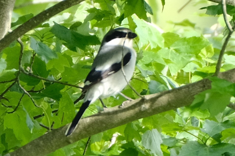 Loggerhead Shrike - Johanna Farkas