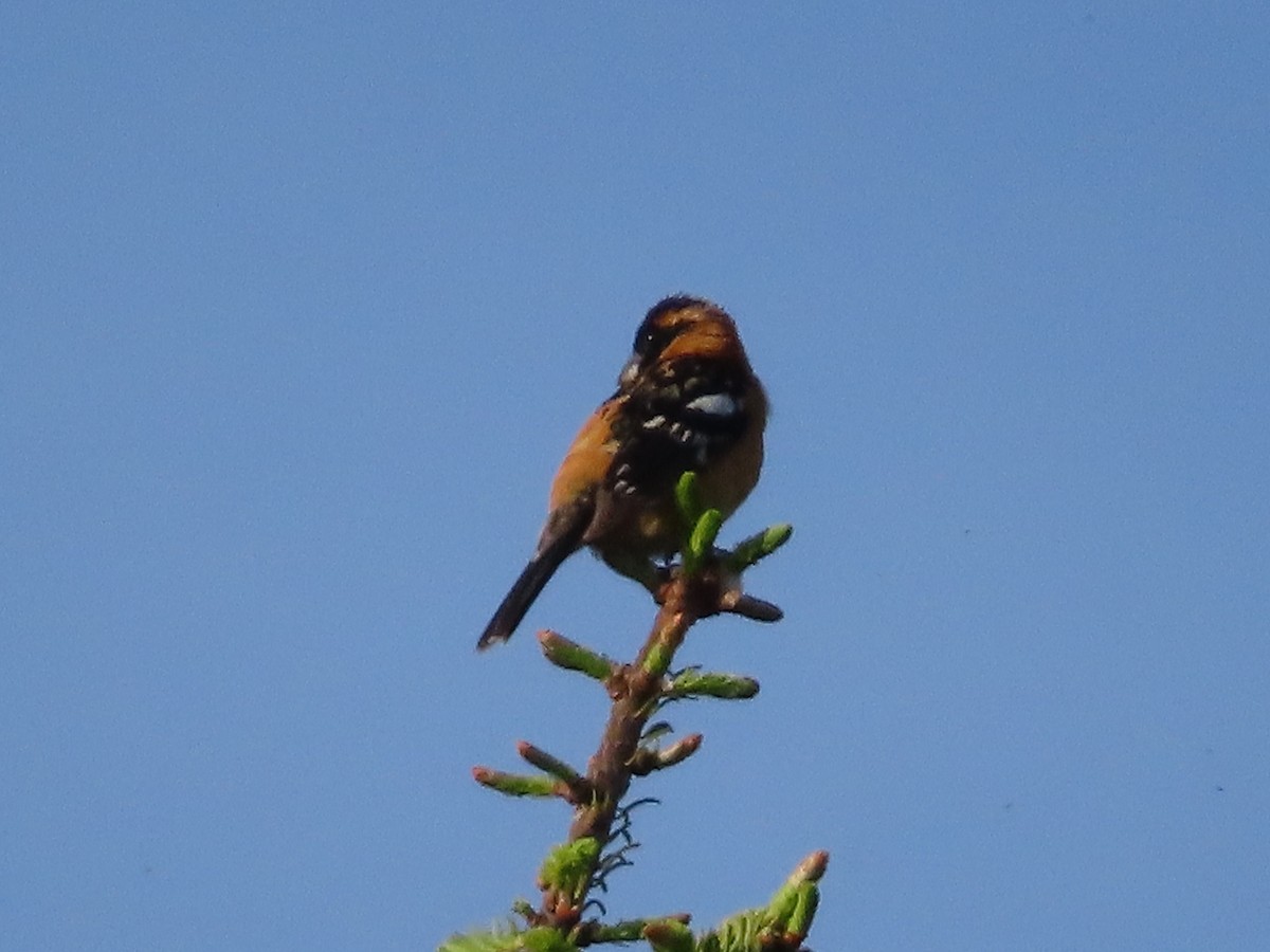 Black-headed Grosbeak - Gabriel LeRoy