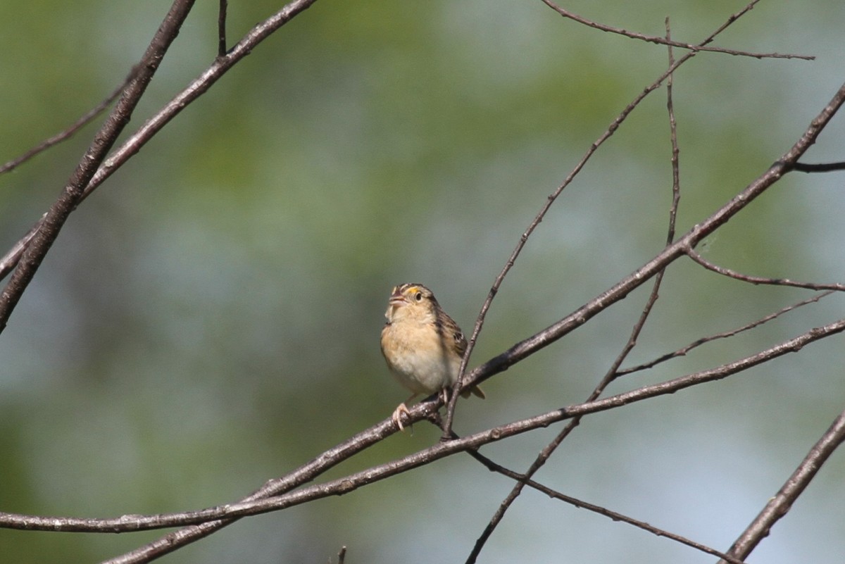 Grasshopper Sparrow - Kirk Olson