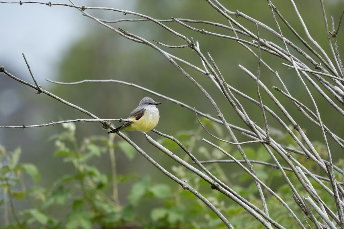 Western Kingbird - Alex Leeder