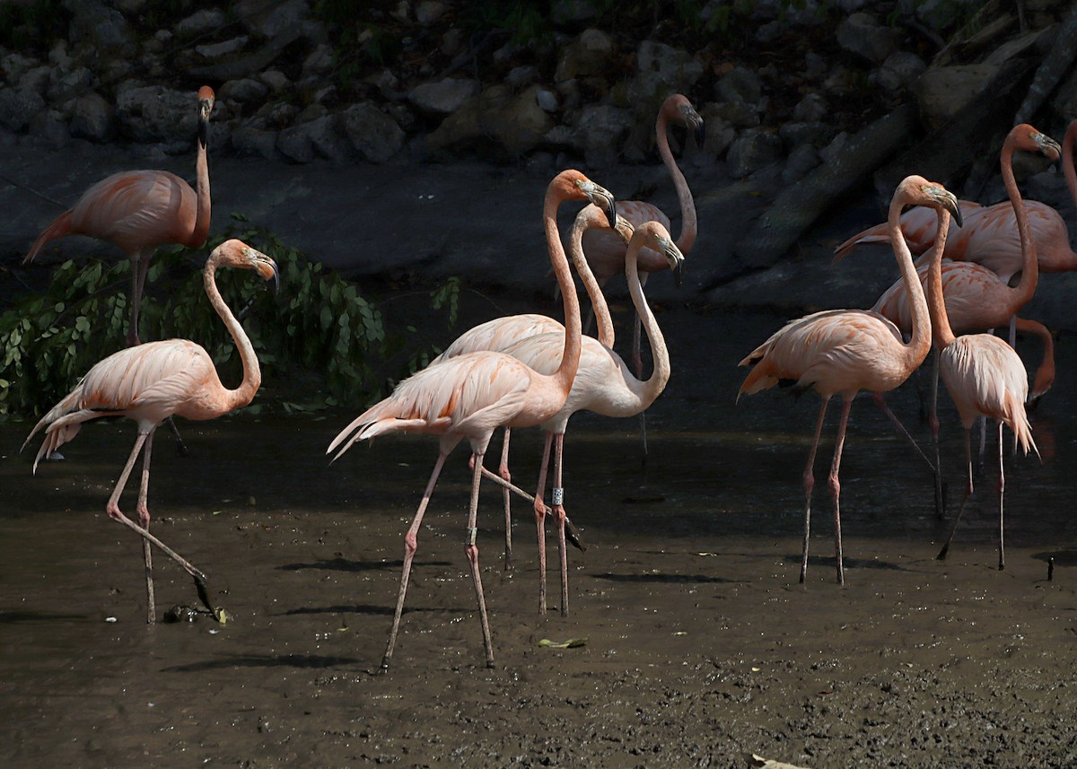 American Flamingo - Michel M.Izquierdo