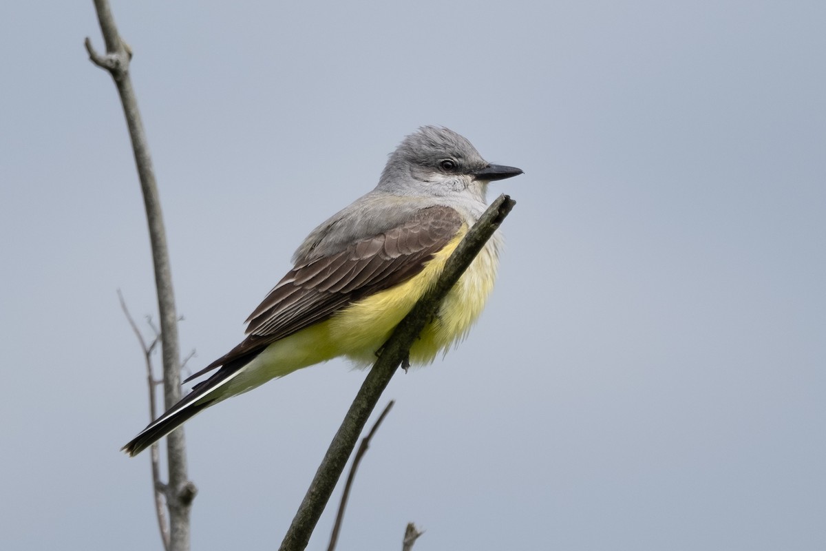 Western Kingbird - Alex Leeder