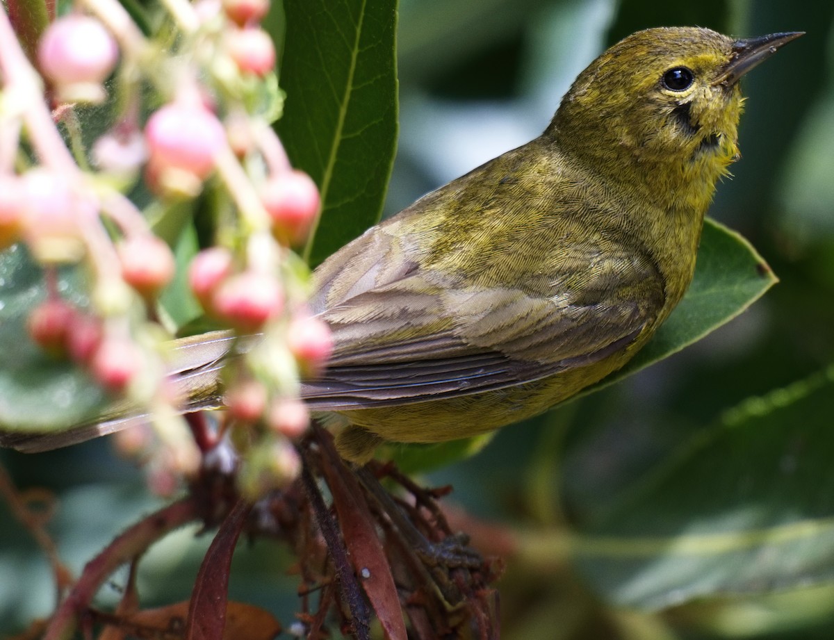 Orange-crowned Warbler - ML619599500