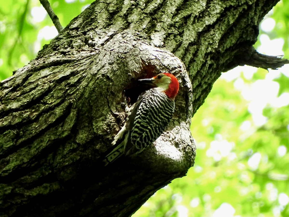 Red-bellied Woodpecker - Janet Wooten