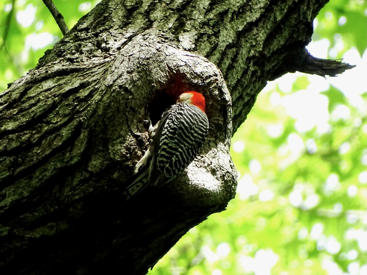 Red-bellied Woodpecker - Janet Wooten