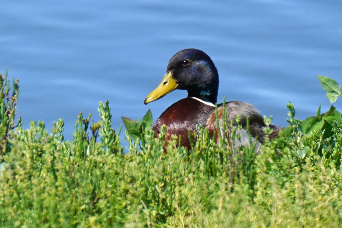 Mallard - Susan Iannucci