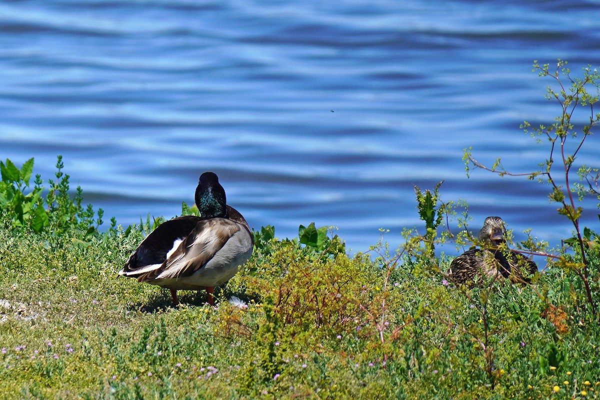 Mallard - Susan Iannucci