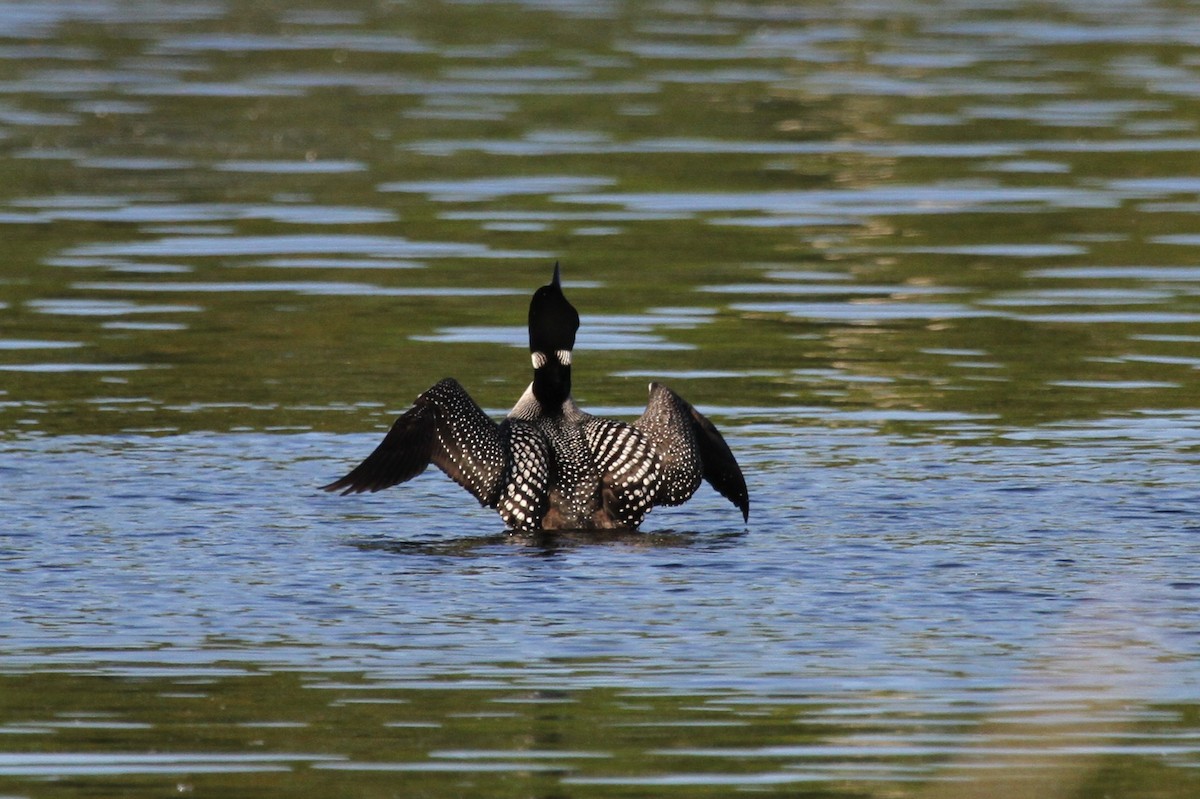 Common Loon - Kirk Olson