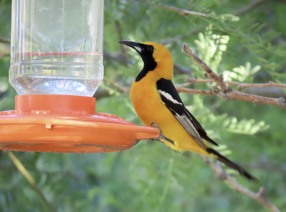 Hooded Oriole - karen pinckard