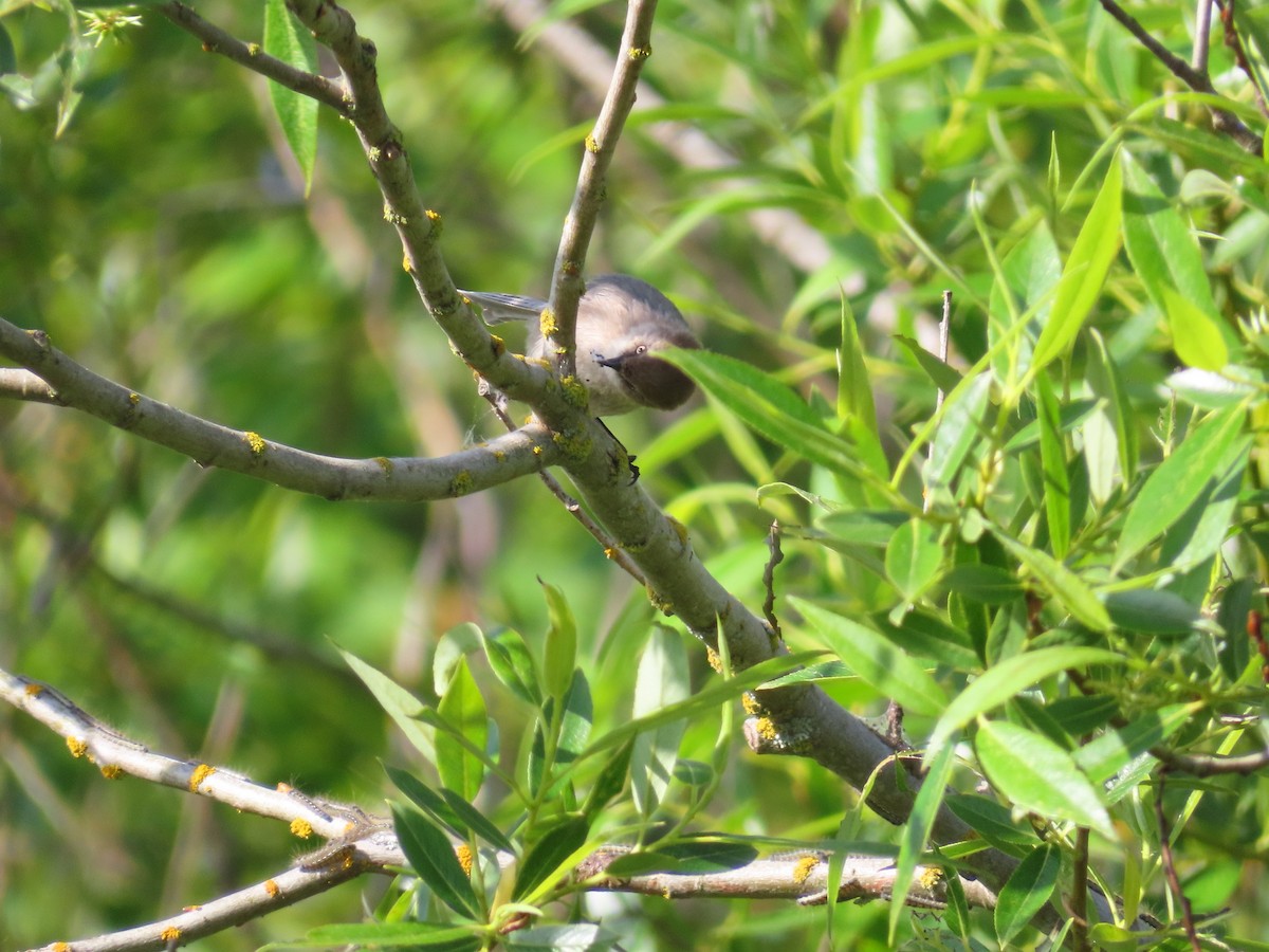 Bushtit - Gabriel LeRoy