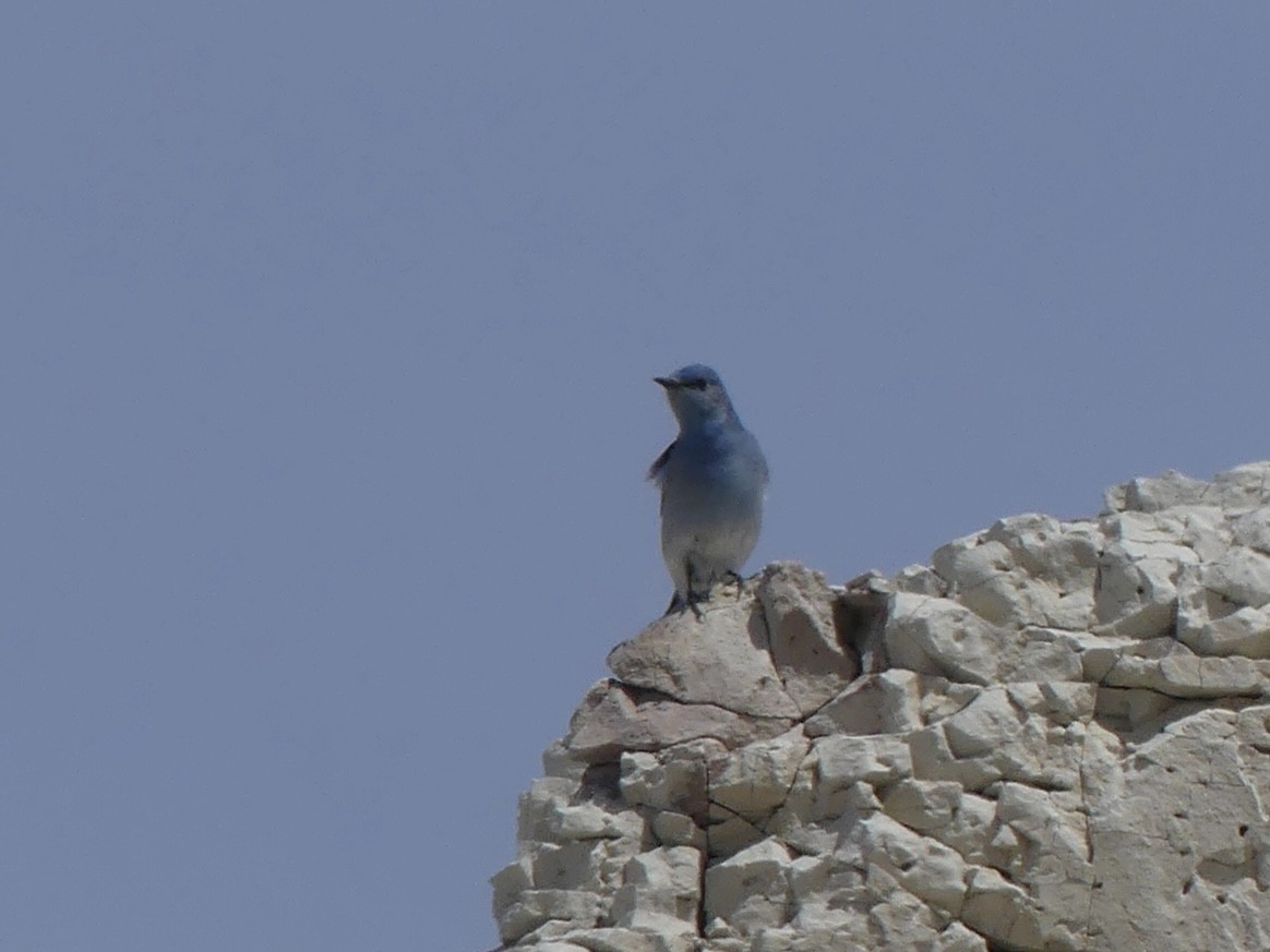 Mountain Bluebird - Isabel Martinez