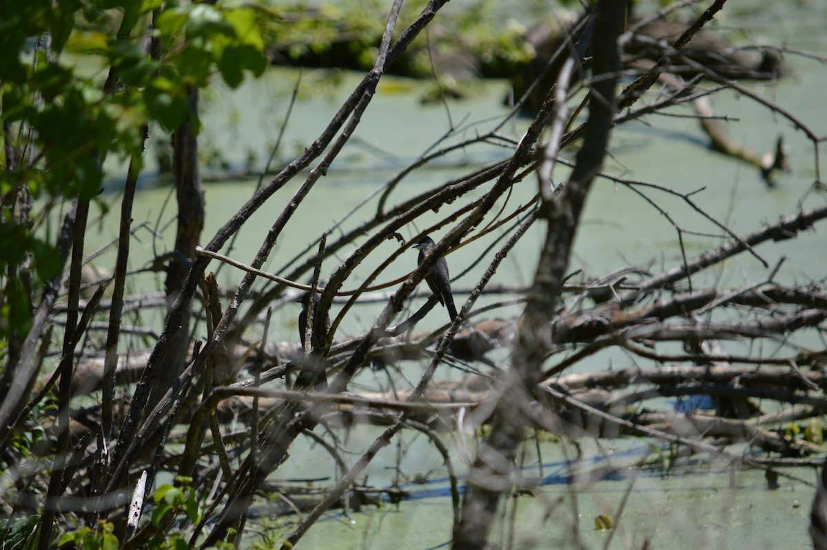 Eastern Kingbird - ML619599527