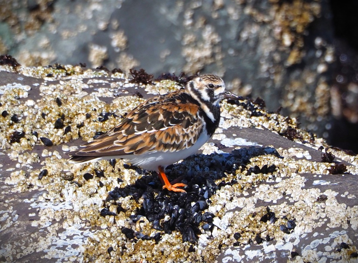 Ruddy Turnstone - Dick Cartwright