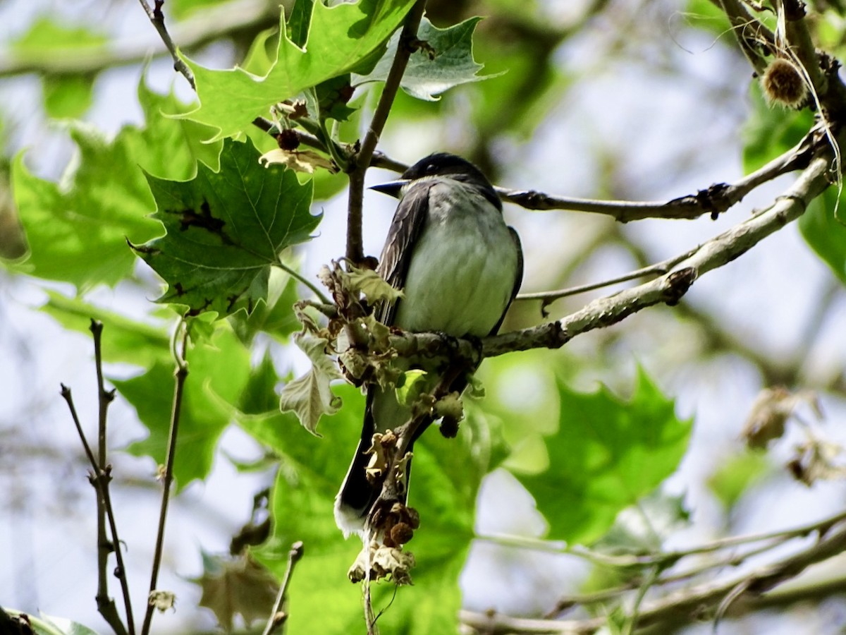 Eastern Kingbird - ML619599533