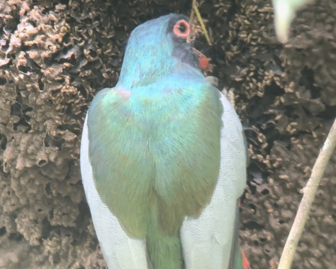 Slaty-tailed Trogon - Luis Enrique Fernández Sánchez