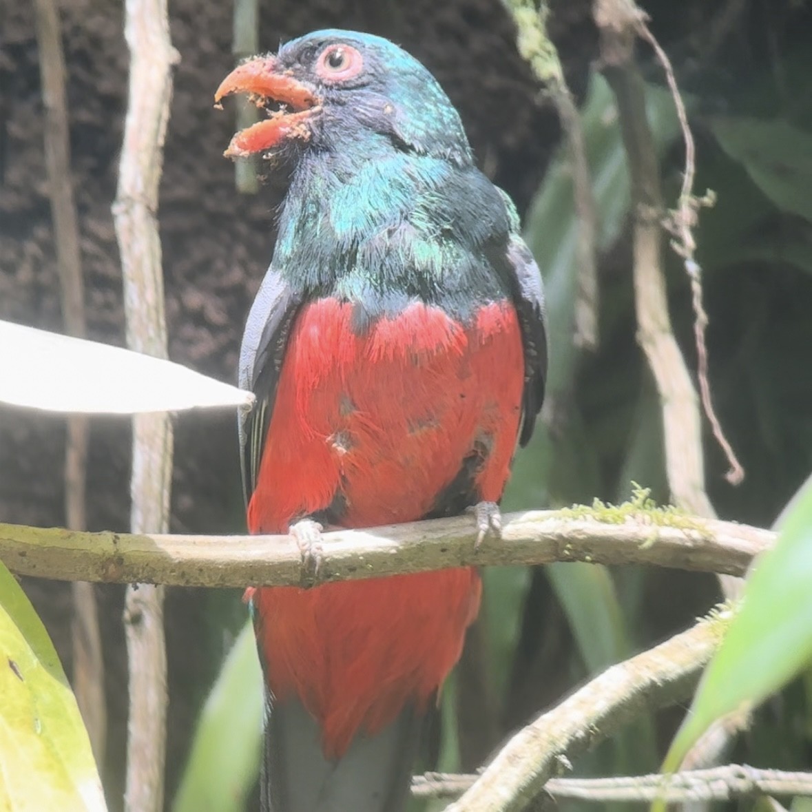 Slaty-tailed Trogon - Luis Enrique Fernández Sánchez