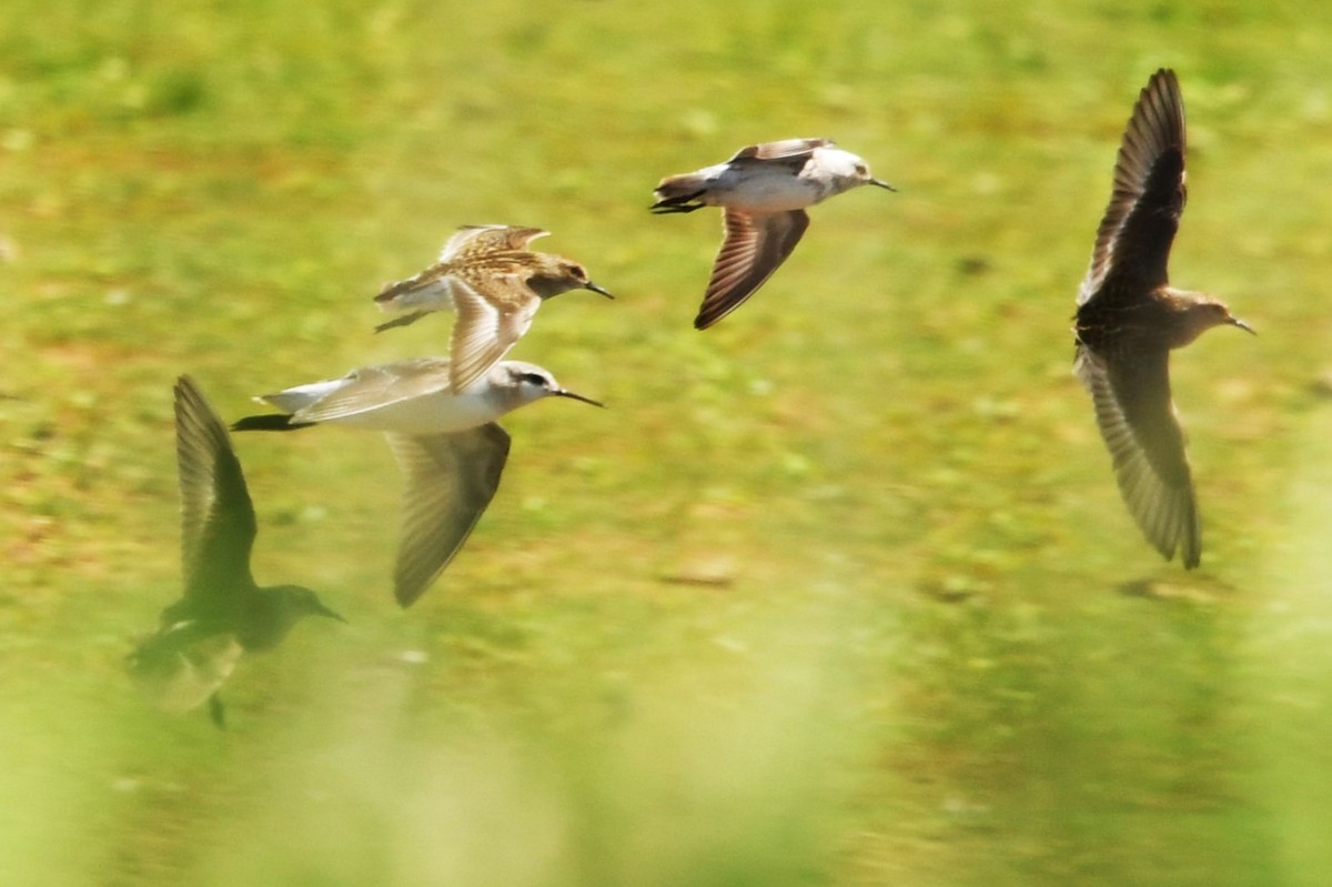 Least Sandpiper - Robin P