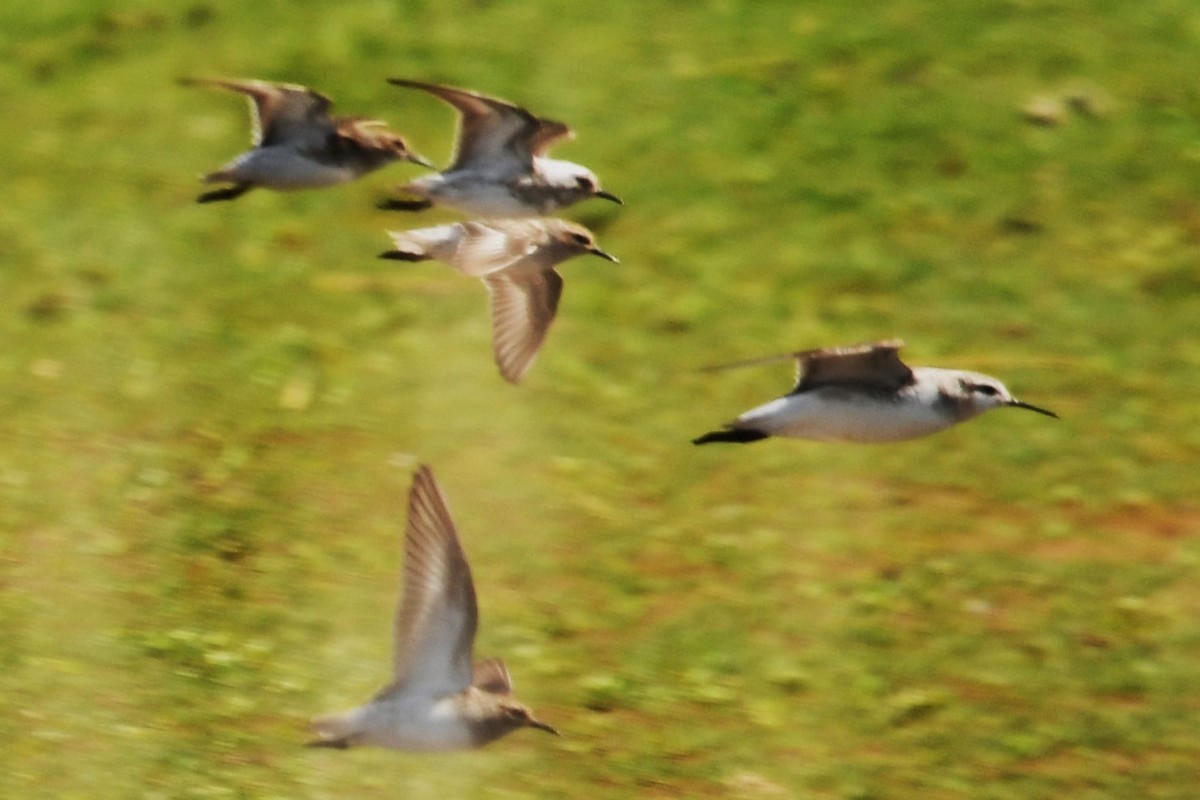 Least Sandpiper - Robin P